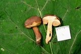 Tylopilus ferrugineus image