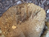 Leccinellum crocipodium image