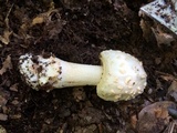 Amanita canescens image