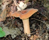 Lactifluus hygrophoroides image
