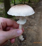 Agaricus vinosobrunneofumidus image