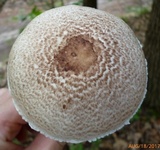 Agaricus vinosobrunneofumidus image