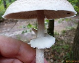 Agaricus vinosobrunneofumidus image
