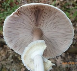 Agaricus vinosobrunneofumidus image