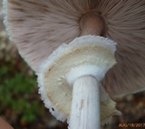 Agaricus vinosobrunneofumidus image
