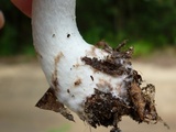Agaricus vinosobrunneofumidus image