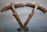Agaricus vinosobrunneofumidus image