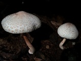 Leucoagaricus americanus image