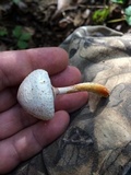 Leucoagaricus americanus image