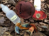 Boletus rufocinnamomeus image