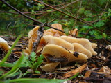 Hohenbuehelia petaloides image