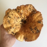 Lactarius psammicola image