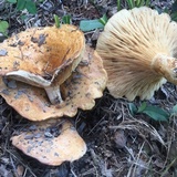 Lactarius psammicola image