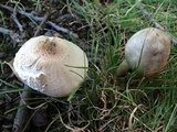 Agaricus placomyces image