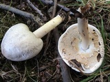 Agaricus placomyces image