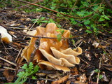Hohenbuehelia petaloides image
