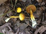 Pulveroboletus curtisii image