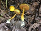 Pulveroboletus curtisii image