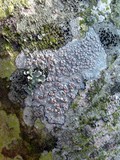 Caloplaca camptidia image