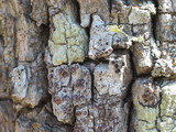 Caloplaca camptidia image