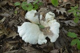 Clitocybe robusta image