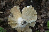 Clitocybe robusta image