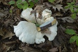 Clitocybe robusta image