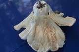 Clitocybe robusta image