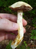 Austroboletus subflavidus image