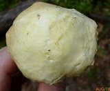 Austroboletus subflavidus image