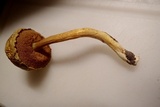 Pulveroboletus curtisii image