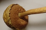 Pulveroboletus curtisii image
