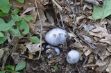 Cortinarius alboviolaceus image