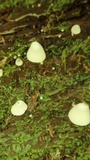 Cheimonophyllum candidissimum image