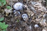 Cortinarius alboviolaceus image