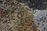 Caloplaca camptidia image