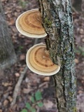 Daedaleopsis confragosa image