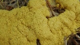 Fuligo septica image