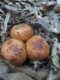 Russula mutabilis image