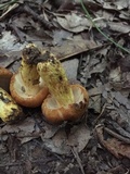 Russula mutabilis image