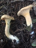 Cantharellus formosus image