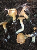Cantharellus formosus image