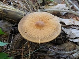 Psathyrella delineata image