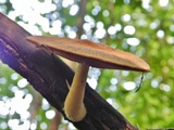 Psathyrella delineata image