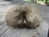 Paraxerula americana image