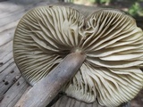 Paraxerula americana image