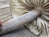 Paraxerula americana image
