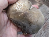 Paraxerula americana image