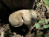 Paraxerula americana image
