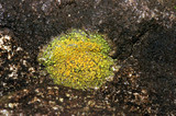 Caloplaca flavovirescens image